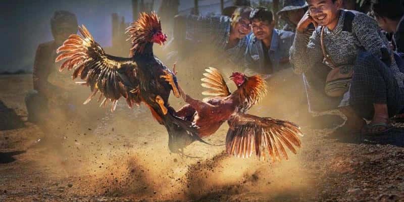 Bí Quyết Cá Cược Đá Gà Đem Lại Hiệu Quả Cao